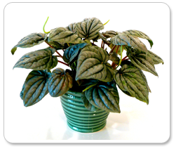 Peperomia in ceramic with Wick Lock